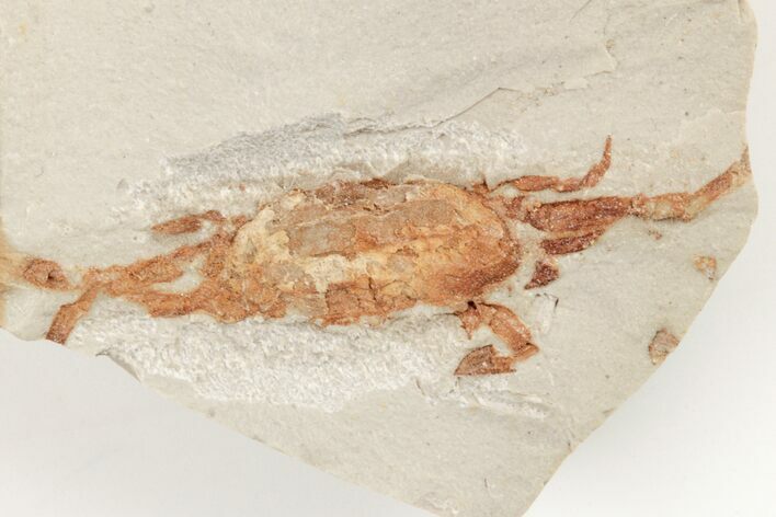 Miocene Pea Crab (Pinnixa) Fossil - California #205076